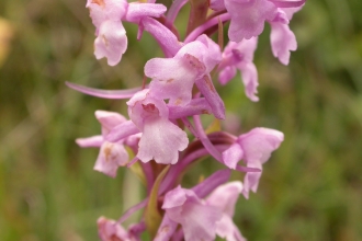 Common Fragrant-orchid