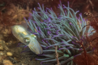 Little Cuttlefish