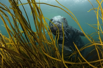 Grey seal in kelp forest