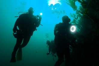 Seasearch divers
