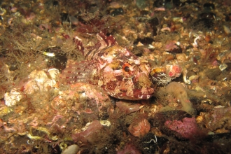 Long spined sea scorpion
