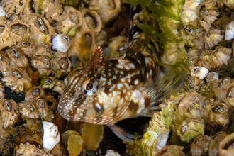 A Montagu's blenny lurking by an underwater patch of barnacles