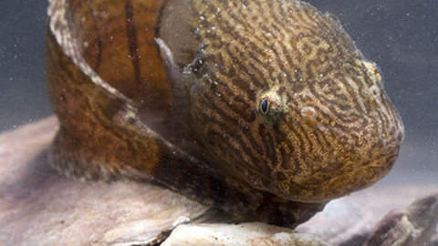 Montagu's sea snail