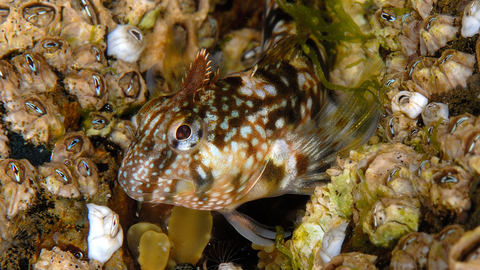 A Montagu's blenny lurking by an underwater patch of barnacles