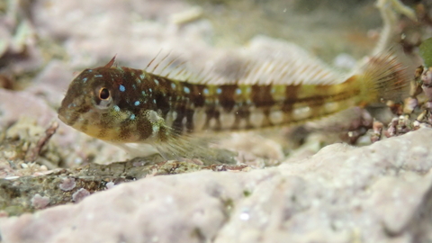 A Montagu's blenny floating above a rocky sea floor.