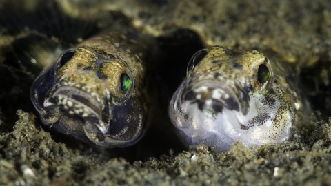 Mating painted gobies