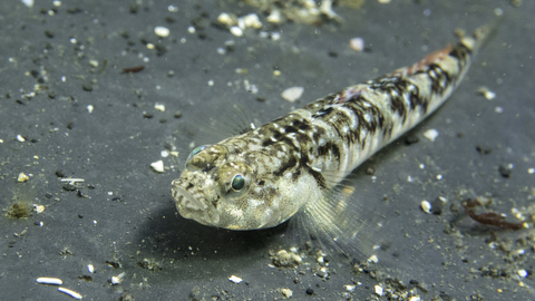 Painted goby