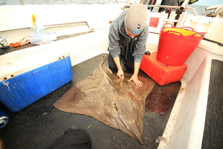 Common Skate being tagged