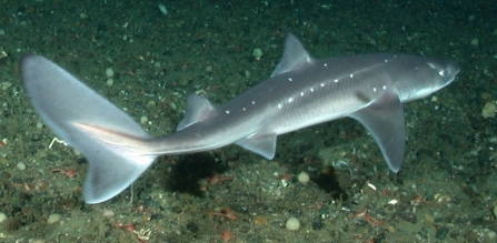 Spiny Dogfish (C)NOAA
