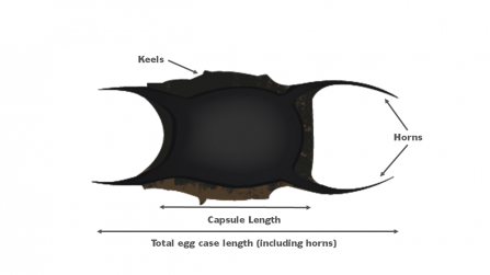 Parts of an egg case