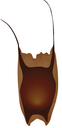 Egg case of small eyed ray