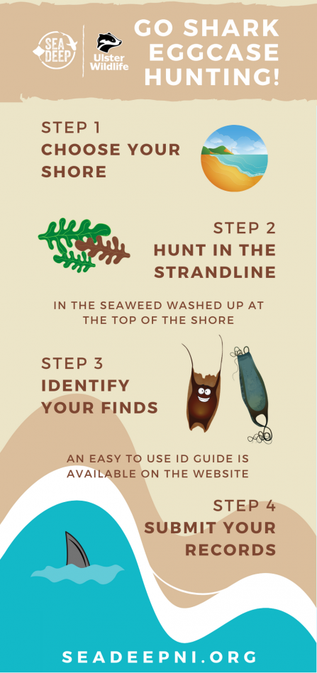 How to go searching for eggcases!