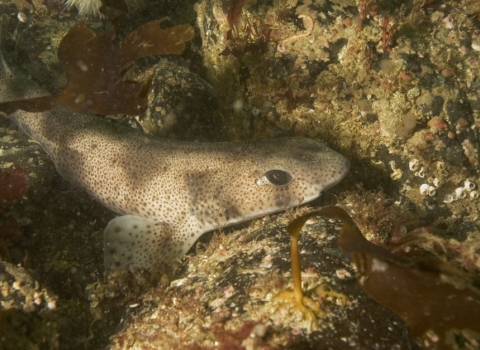 Lesser spotted dogfish (c) C Goodwin 