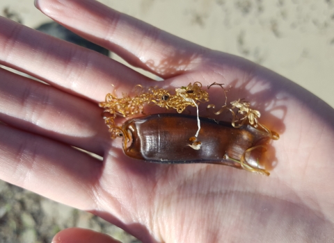 Small spotted catshark egg case