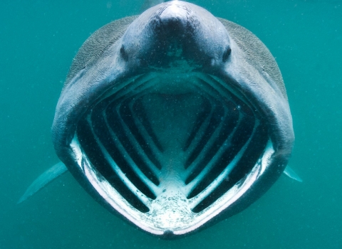 Basking Shark Mouth